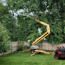 Best Stump Grinding and Removal  in El Granada, CA