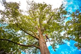 How Our Tree Care Process Works  in  El Granada, CA