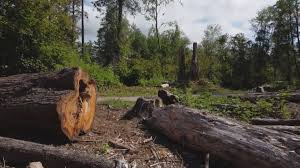 Best Tree Maintenance Programs  in El Granada, CA