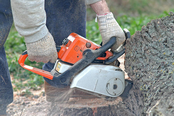Best Tree Removal  in El Granada, CA
