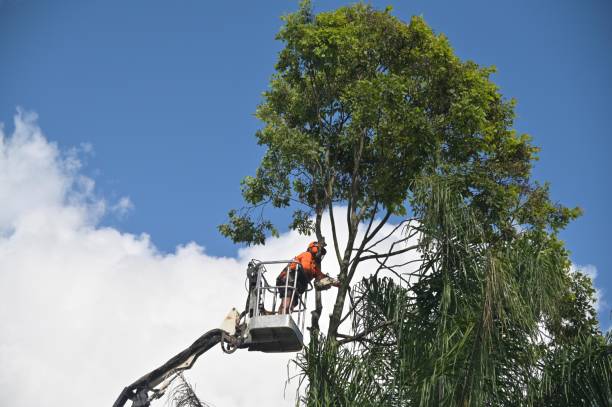 Best Lawn Irrigation Installation and Maintenance  in El Granada, CA