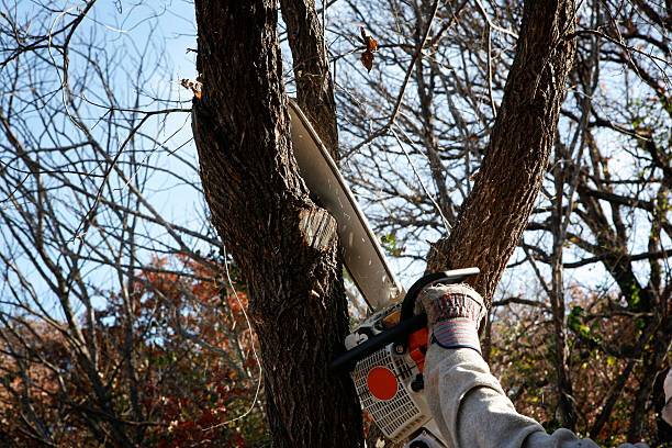 Best Aeration Services  in El Granada, CA