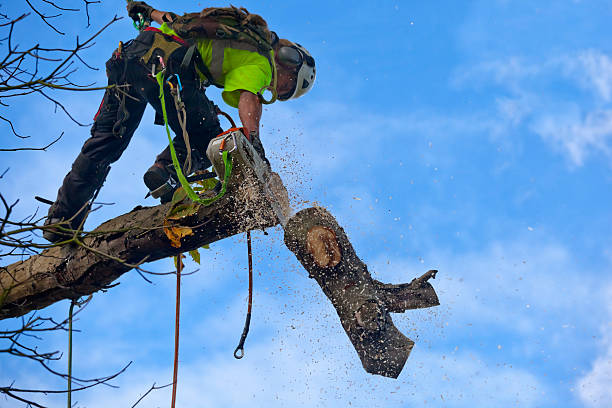 Best Commercial Tree Services  in El Granada, CA