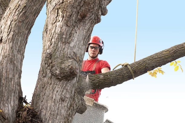 Best Palm Tree Trimming  in El Granada, CA