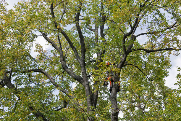 Best Tree Mulching  in El Granada, CA